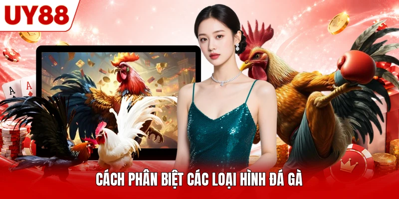 Cách phân biệt các loại hình đá gà Cách phân biệt các loại hình đá gà