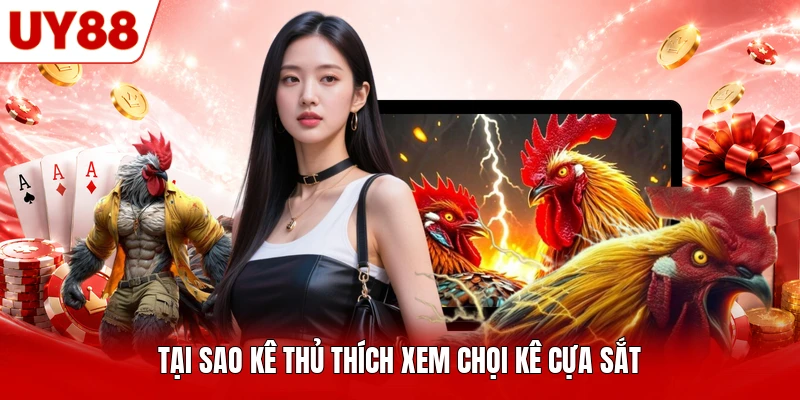 Tại sao kê thủ thích xem chọi kê cựa sắt